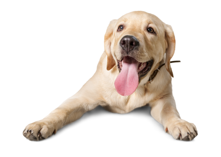 Imagem de um Golden Retriever